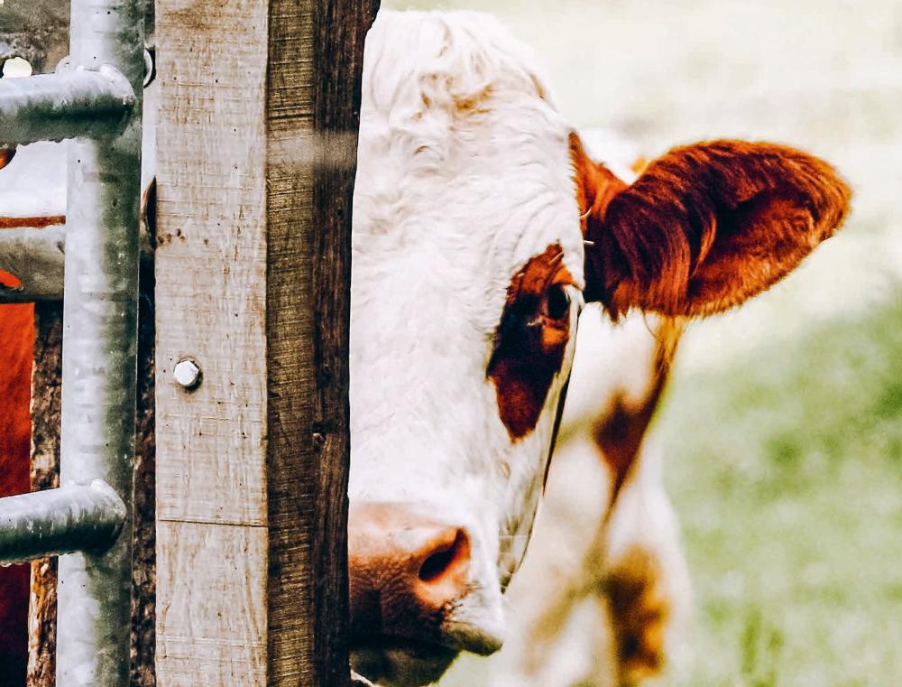 Vaches laitières, l'avenir est-il dans le pré ?