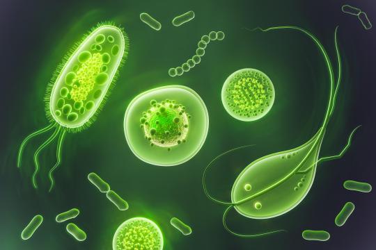 A probiotic bacterial strain proven more effective for treating a common intestinal infection